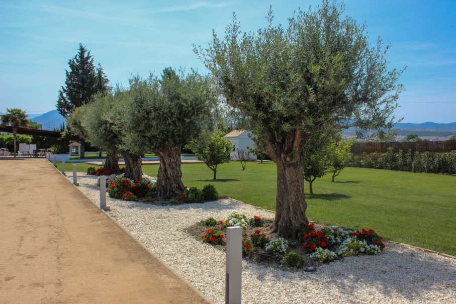 Jardín de olivos